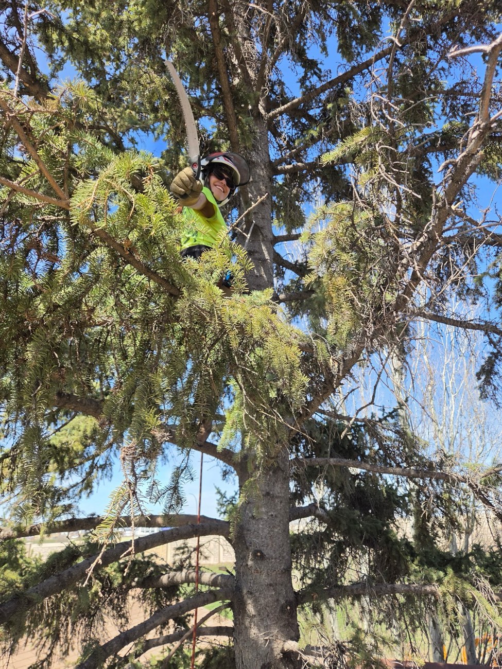 Arborist climbing a spruce tree