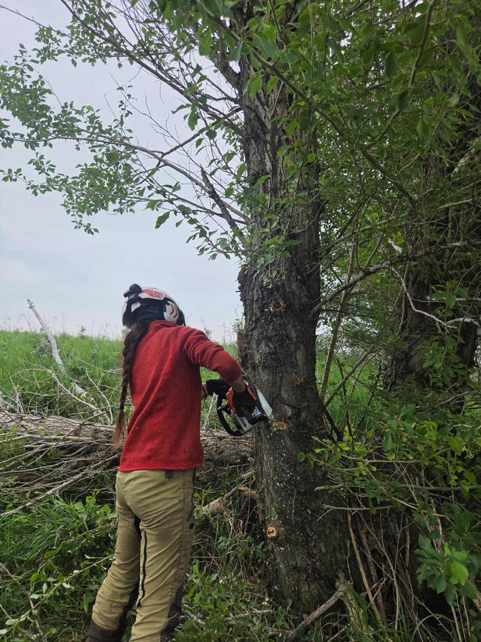 Arborist cutting a tree with a chainsaw