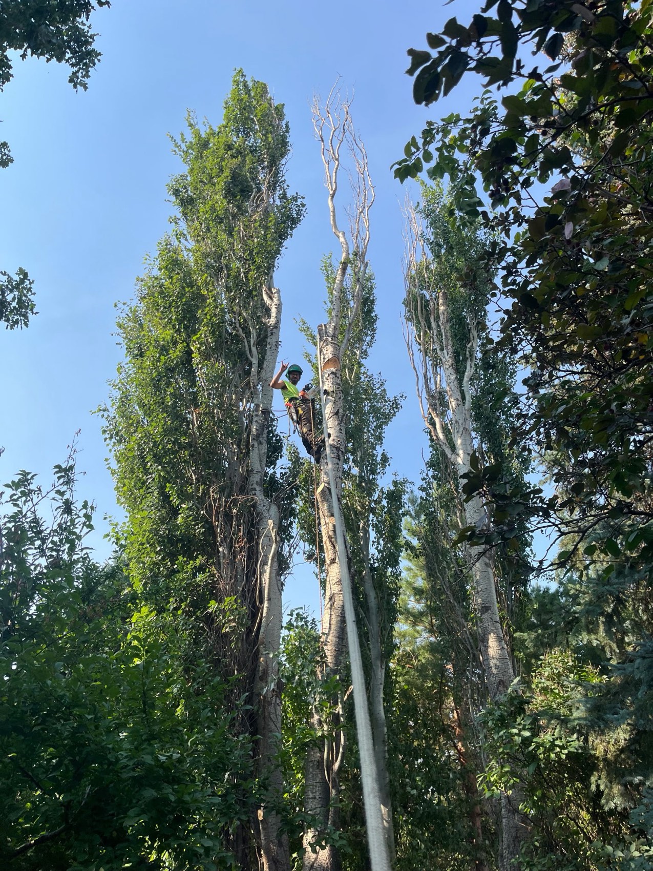 An arborist climbing high in a row of tall poplar trees