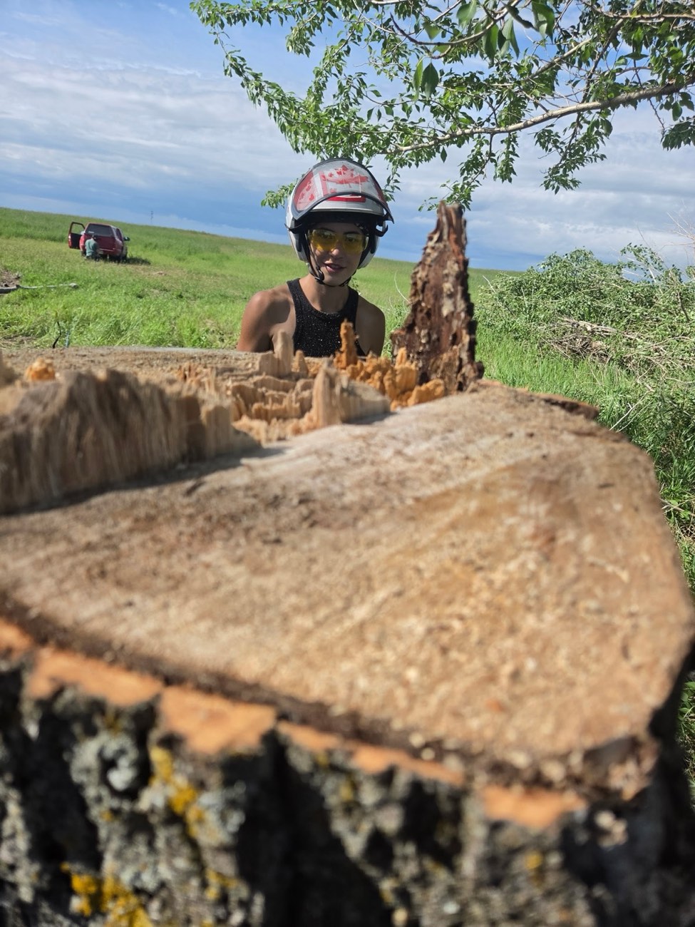 Arborist standing behind a freshly cut stump