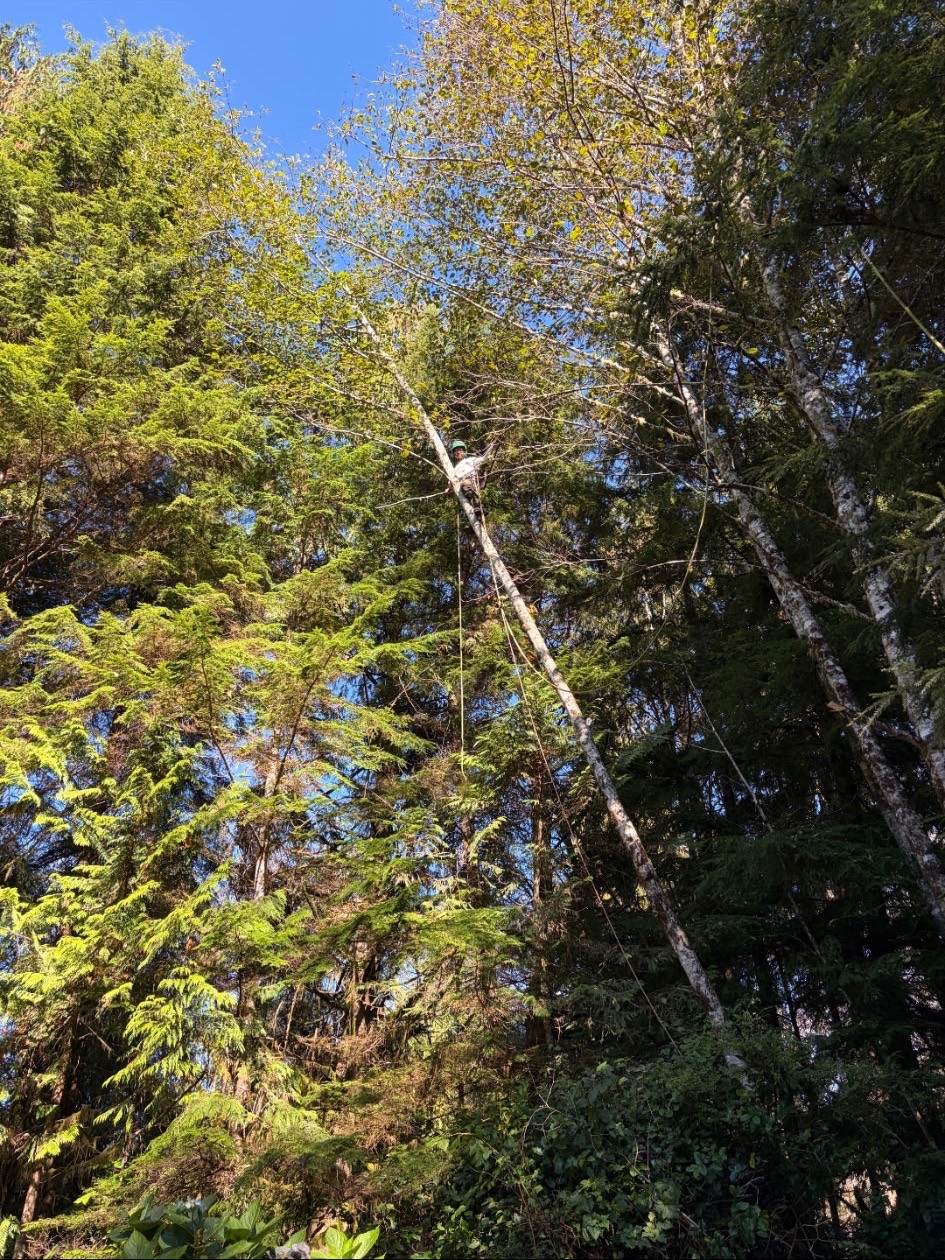 Arborist climbing high in a tall birch among evergreens